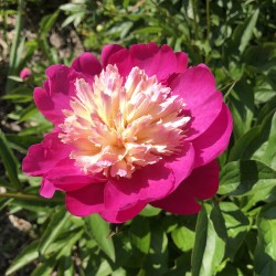Flower of Raspberry Sundae