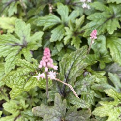 spring foliage of Tiarella Pink Skyrocket