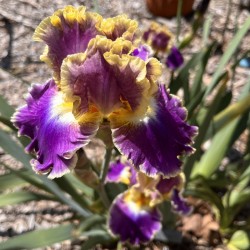 Picture of Illluminati Iris flower