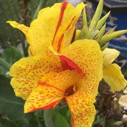 Picture of Canna Cleopatra Flower