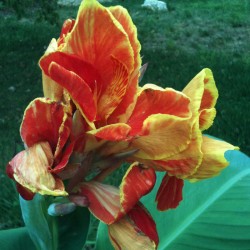 Picture of Canna Rosemond Cole Flower