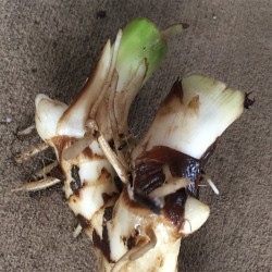 Sample of canna rhizome