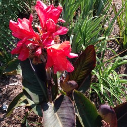Picture of Canna Blueberry Sparkler Flower