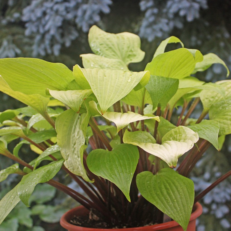 Picture of mature  Hosta Designer Genes plant in a 2-gallon pot