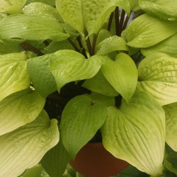 Close-up picture of Hosta Designer Genes foliage