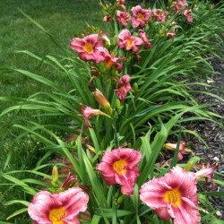 Picture of this variety daylily flowers my border