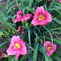 Close-up picture of this variety daylily flowers