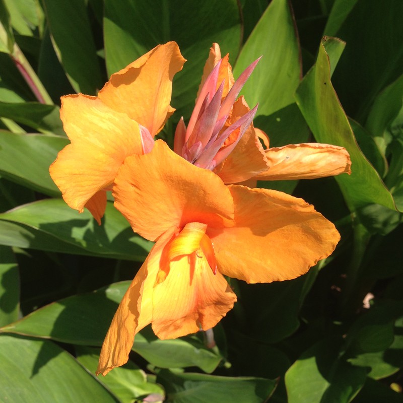 picture of Canna Tropical Sunrise Flower