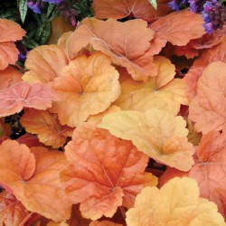 Close-up picture of Heuchera Southern Comfort foliage