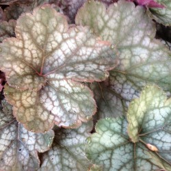 Close-up picture of Heuchera Regina foliage