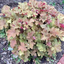 Picture of Heuchera Caramel mature plant with spring foliage
