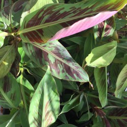 Picture of Bloodleaf Banana Plant Leaves