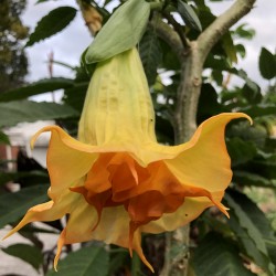 Pictures of Brugmansia Sahmadi Flowers