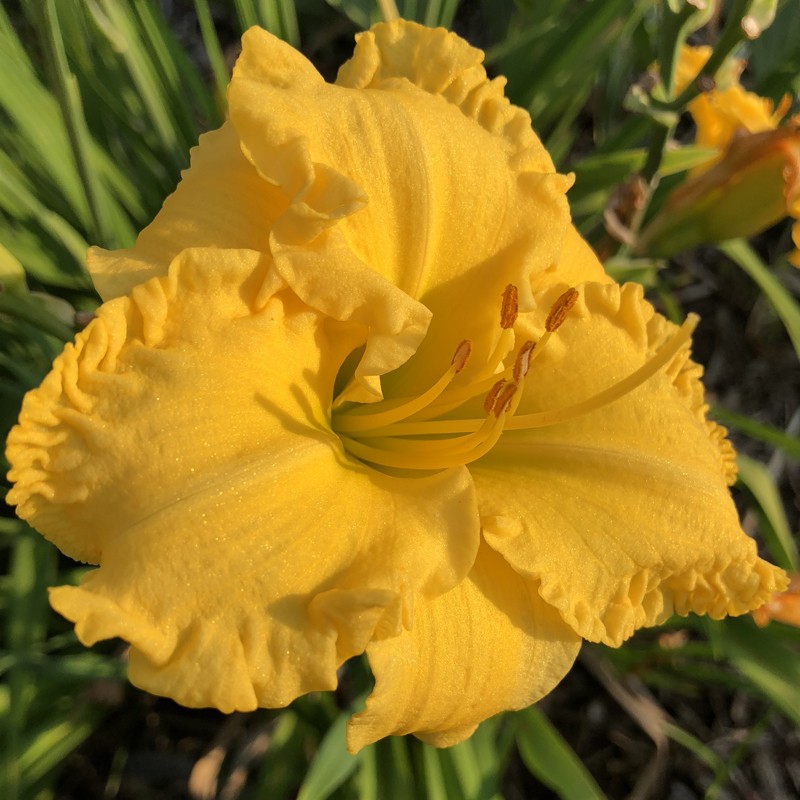 Picture of this variety daylily flowers