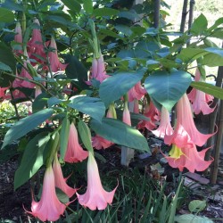 Picture of Brugmansia Painted Lady Flowers