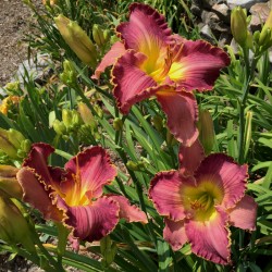 Established clump picture of this variety daylily flowers