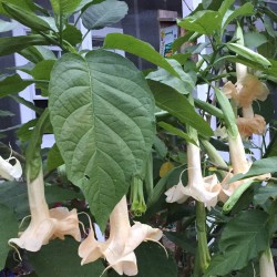 Pictures of Brugmansia Naughty Nick Flowers