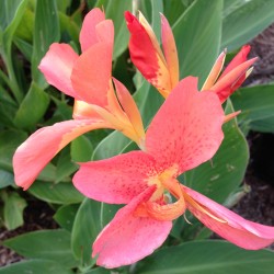 Picture of Canna Flowers