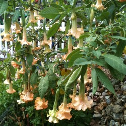Pictures of Brugmansia Naughty Nick Flowers