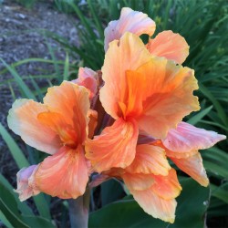 picture of Canna Tropical Sunrise Flower