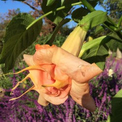 Picture of Brugmansia Miss September Flowers