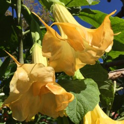 Picture of Brugmansia Miss November Flowers