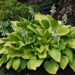 Picture of mature Hosta Key West  plant