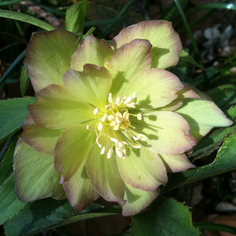 Picture of Helleborus First Dance Flowers