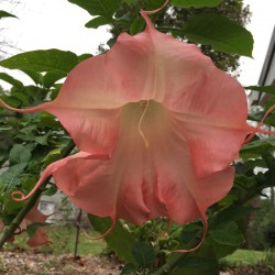 Picture of Brugmansia Ima Ten Flower