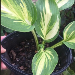 Close-up Picture of Hosta Lakeside Paisley Print sample plant
