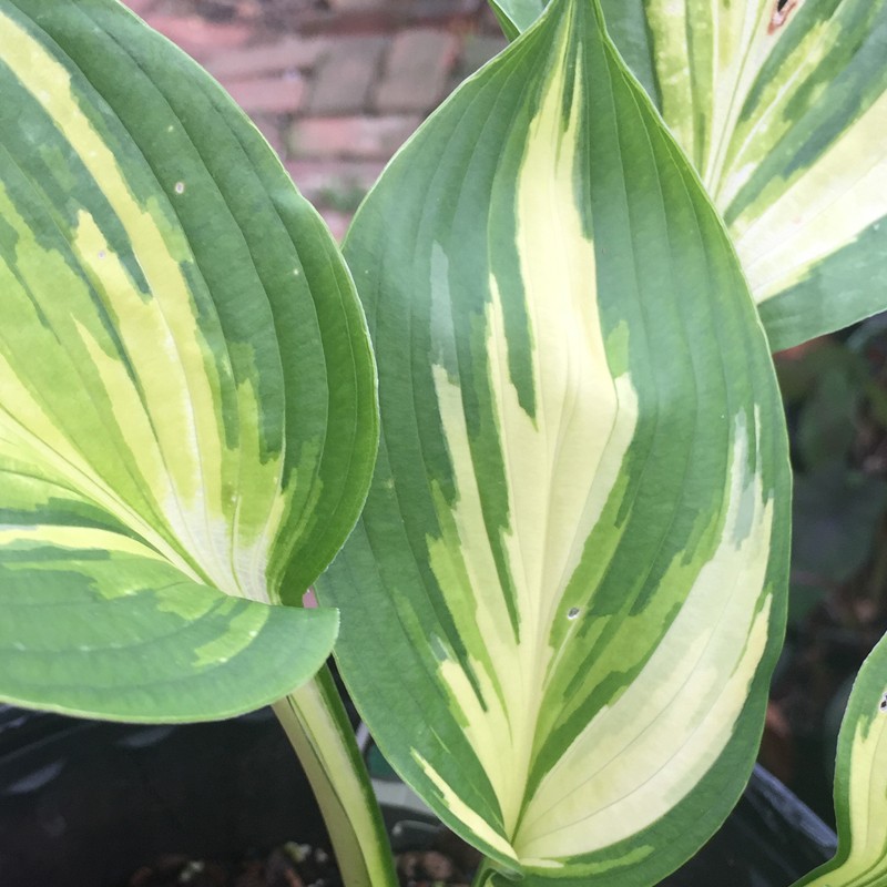 Close-up Picture of Hosta Lakeside Paisley Print leaves