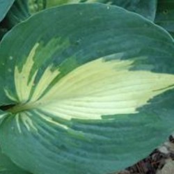 Close-up Picture of Hosta Dreamweaver leaves