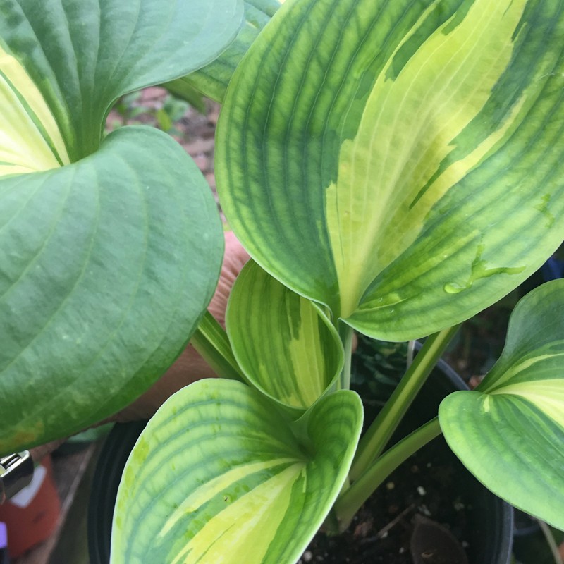 Close-up Picture of Hosta Dreamweaver sample plant
