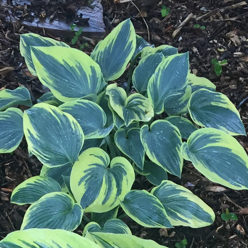 Picture of mature Hosta First Frost plant
