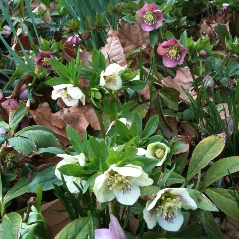 Picture of Mature Helleborus Plants flowering in our garden