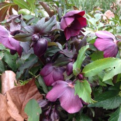 Picture of Mature Helleborus Plants flowering in our garden