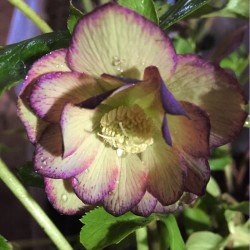 Picture of Helleborus Blushing Bridesmaid Flowers in our garden