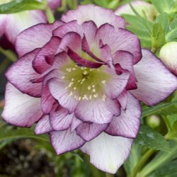 Picture of Helleborus Blushing Bridesmaid Flowers from Walters Gardens
