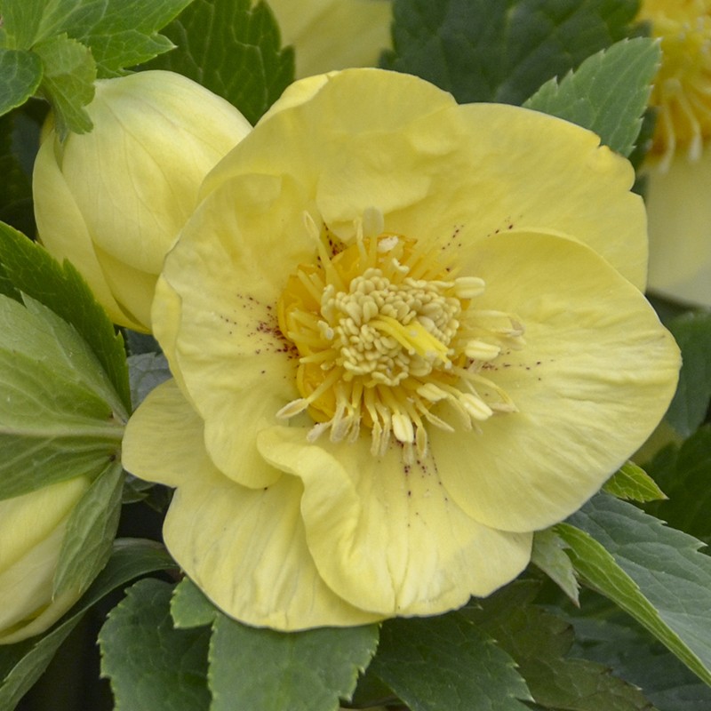 Picture of Helleborus California Dreaming Flowers from Walters Gardens