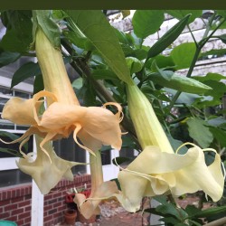 Pictures of Brugmansia New Orleans Lady Flowers