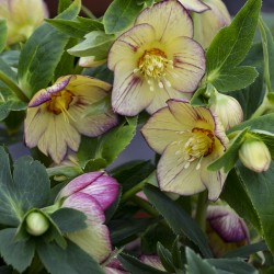 Picture of Helleborus Tropical Sunset Flowers from Walters Gardens