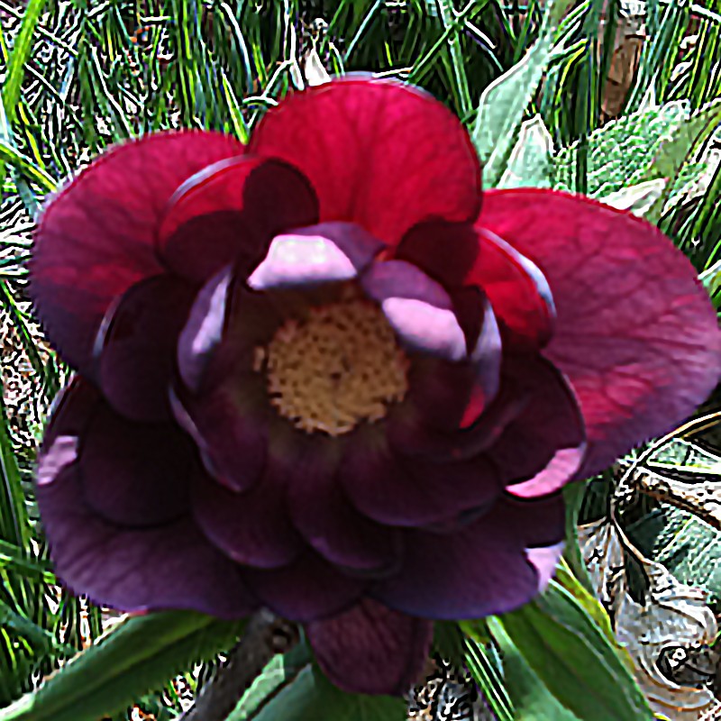 Picture of Helleborus Dark and Handsome Flower in our garden