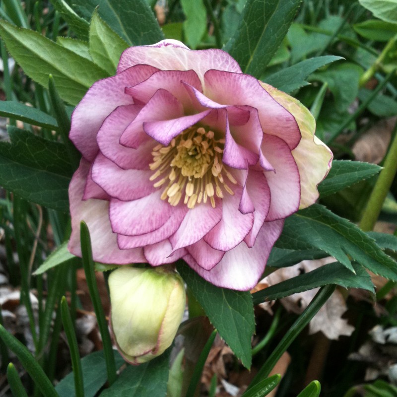 Picture of Helleborus Maid of Honor Flowers in our garden