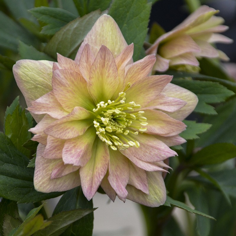 Picture of Helleborus Mother of the Bride Flowers at Walters Gardens